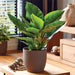 A potted houseplant with large glossy green leaves in a matte taupe-gray pot, placed on a wooden table in a warm, sunlit room with home decor in the background.