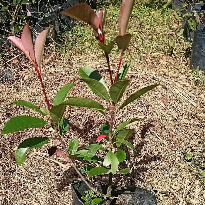 Photinia | Shrub