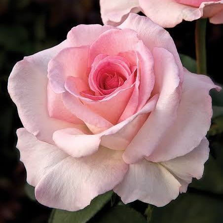 A close-up photograph of a light pink rose in full bloom, with another rose partially visible in the upper right corner against a dark green, blurred background.