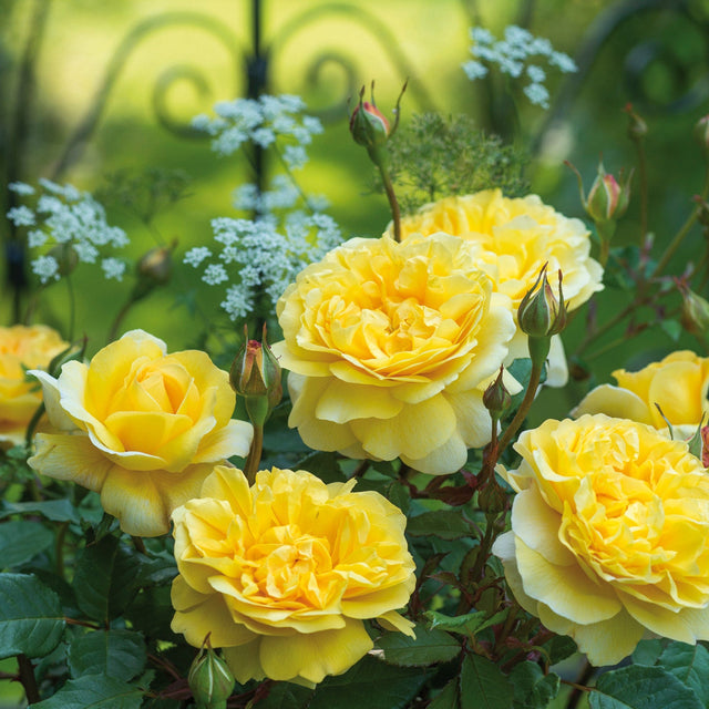 THE POET'S WIFE ROSE|DAVID AUSTIN ROSE