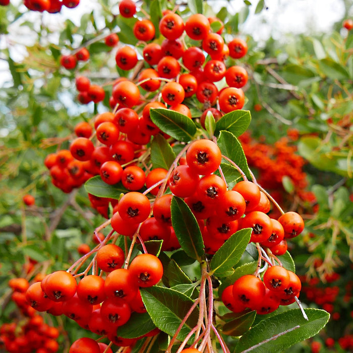 PYRACANTHA MIX| shrub