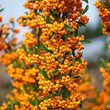 PYRACANTHA MIX| shrub