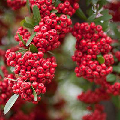 PYRACANTHA MIX| shrub