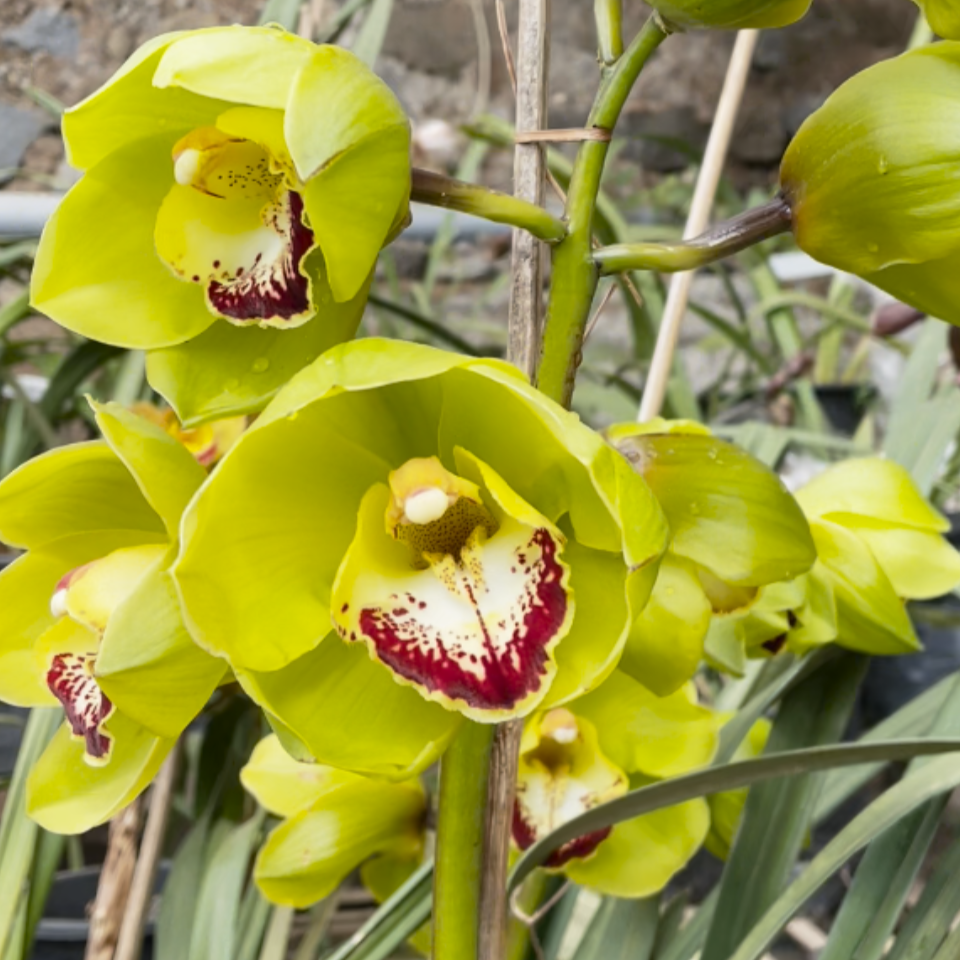Mature Cymbidium