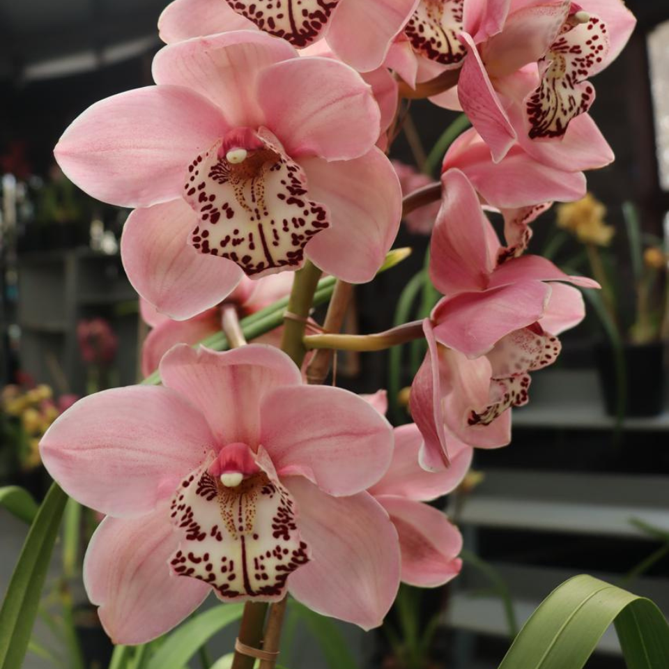 Cymbidium Mainaam