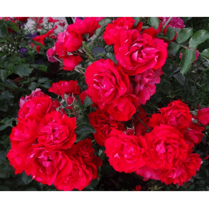 Prodige Ecarlate | Shrub Tree Rose