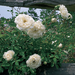 White flowers on a green bush with a wooden fence in the background