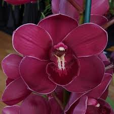 QUEEN OF HEART CYMBIDIUM