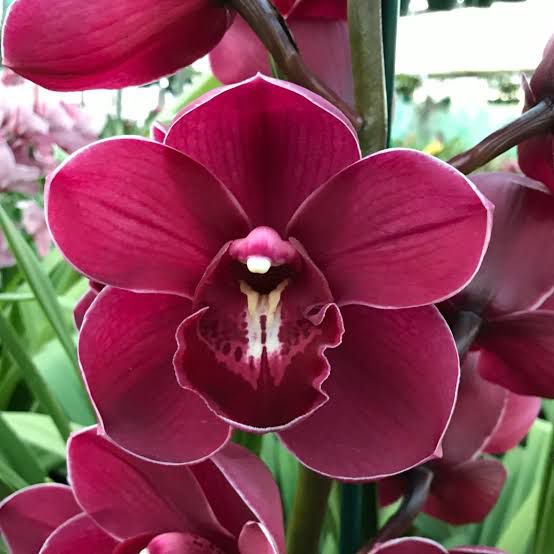 QUEEN OF HEART CYMBIDIUM