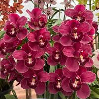 QUEEN OF HEART CYMBIDIUM