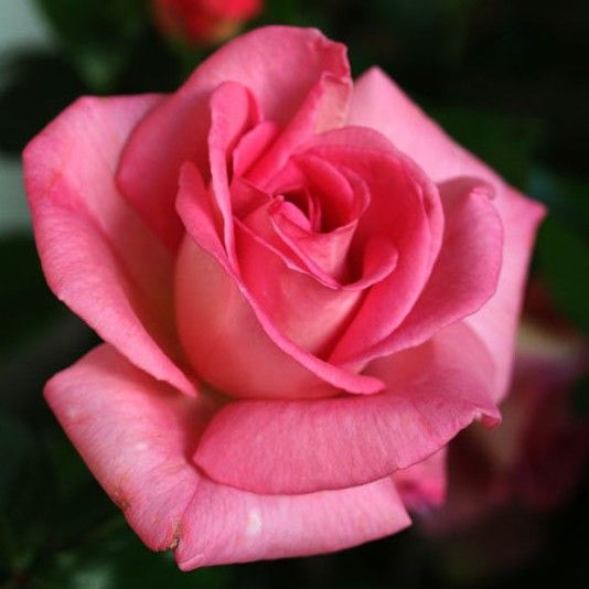 ROYAL FRAGNANT ROSE|HYBRID TEA ROSE