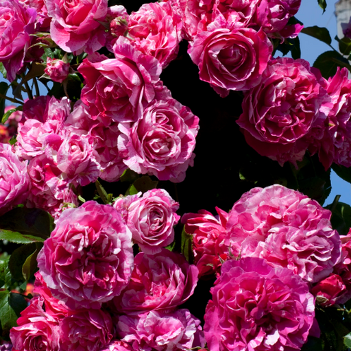 Close-up of pink roses with a clear blue sky background