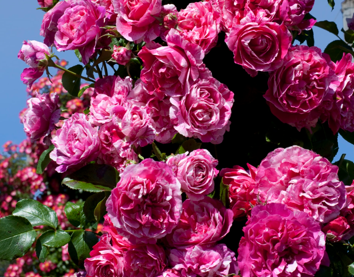 RASPBERRY CREAM TWIRL|CLIMBING ROSE