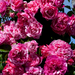 Close-up of pink roses with a clear blue sky background