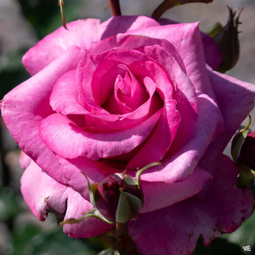 Close-up of a pink rose with a blurred background