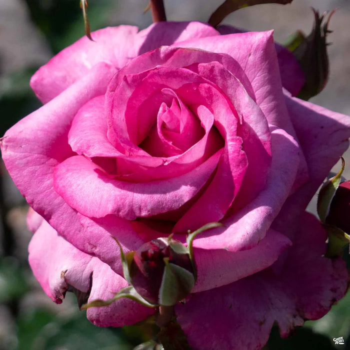 Close-up of a pink rose with a blurred background