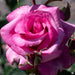 Close-up of a pink rose with a blurred background