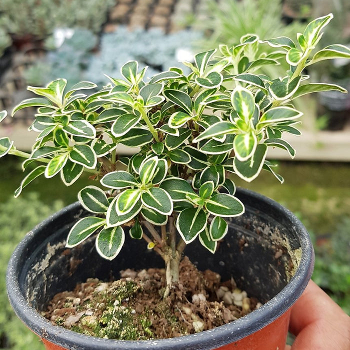 SERISSA JAPONICA