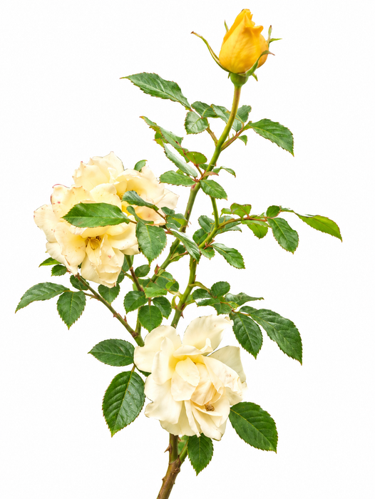 A single rose stem with two pale cream flowers, one yellow bud, and green leaves on a plain white background.