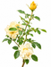 A single rose stem with two pale cream flowers, one yellow bud, and green leaves on a plain white background.