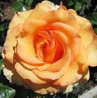 Sunstruck | Hybrid Tea Tree Rose