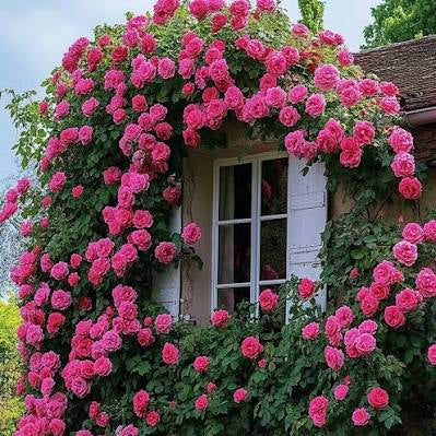 A stone building facade covered in dense pink rose vines climbing around white-framed windows, with green foliage and a small portion of a brown roof visible.