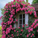 A stone building facade covered in dense pink rose vines climbing around white-framed windows, with green foliage and a small portion of a brown roof visible.