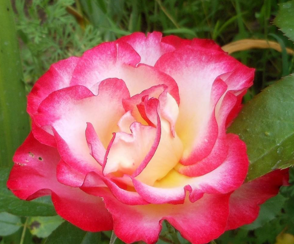 Heart and Soul|Hybrid Tea Rose