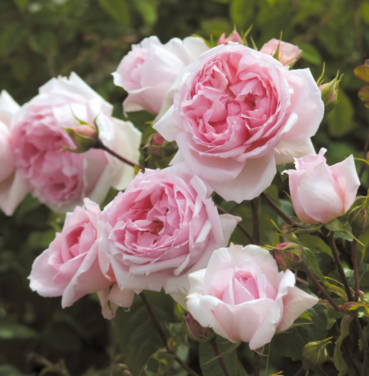 Wedgewood|Davis austin  Climbing Rose