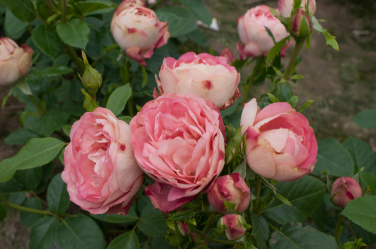 Acropolis|Floribunda Shurb Rose