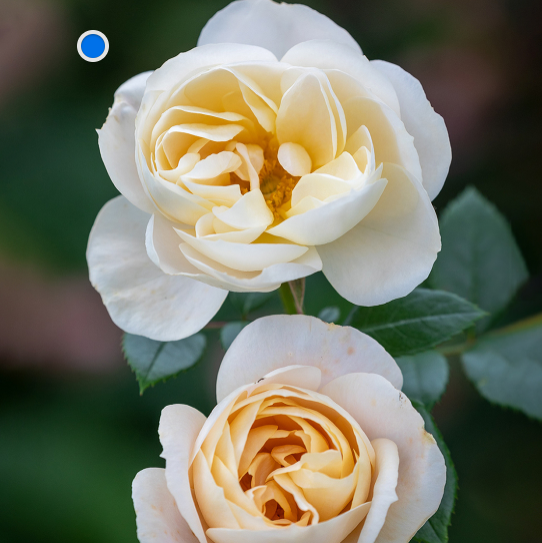 Champagne Moment|Tree Rose