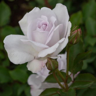 Silver Shadow|Hybrid Tea Rose