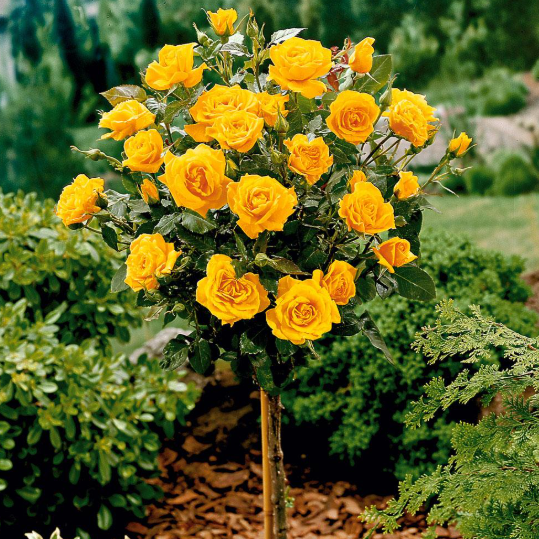 Border Dior|Tree Rose