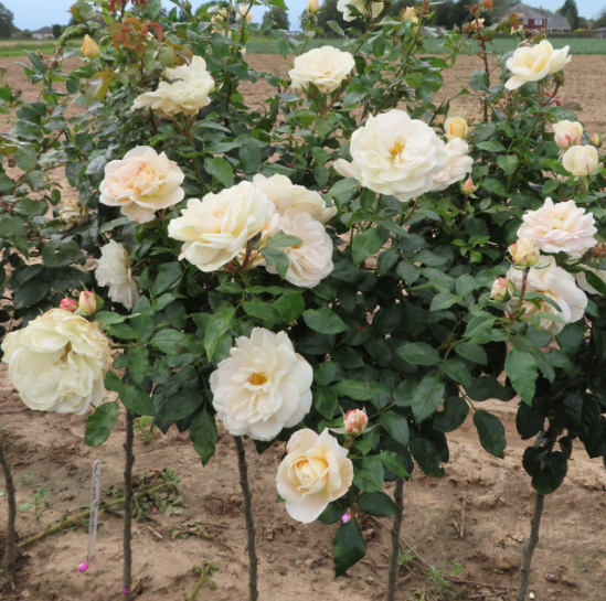 Champagne Moment|Tree Rose
