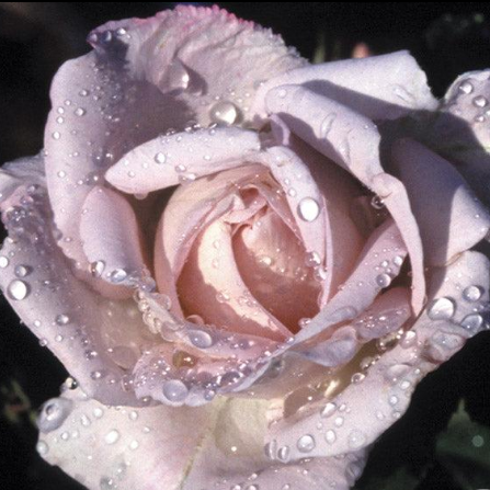 Silver Shadow|Hybrid Tea Rose