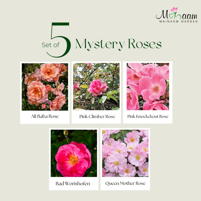 Set of 5 Roses (any plant)