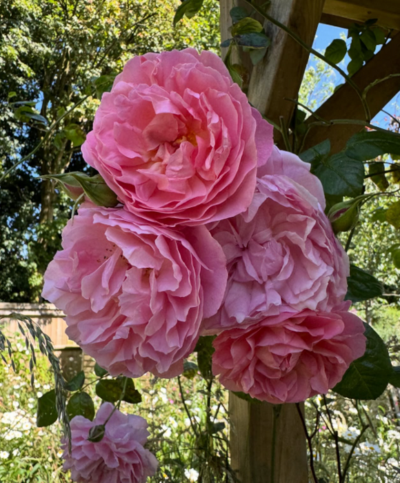 Strawberry Hill| David Austin Climbing Rose
