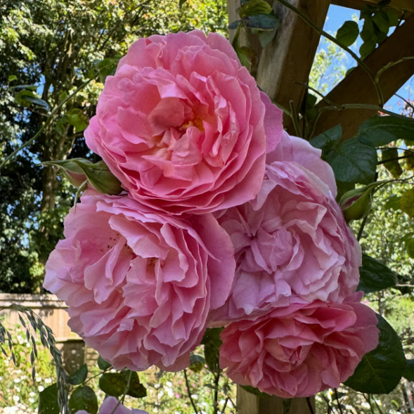 Bouquet of pink roses with green leaves in a natural setting