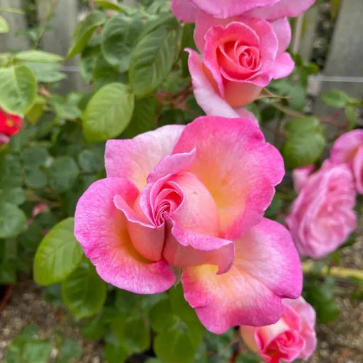 Pink rose blooms with a yellow-orange center, surrounded by green leaves and other pink roses in a garden setting.