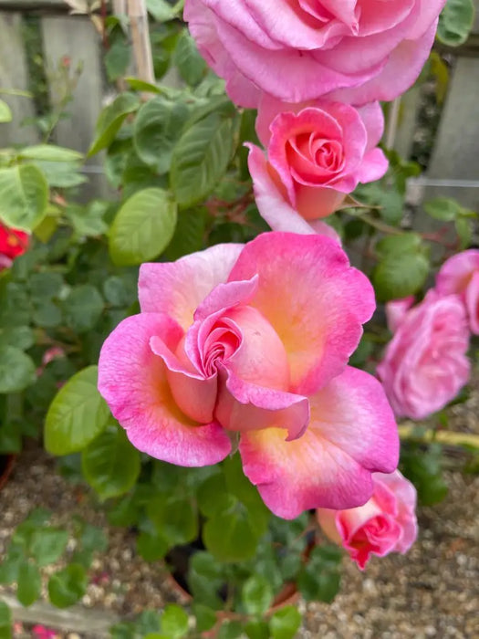Sweet Syrie l Climbing Rose