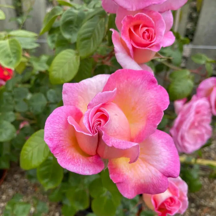 Pink rose blooms with a yellow-orange center, surrounded by green leaves and other pink roses in a garden setting.