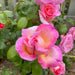 Pink rose blooms with a yellow-orange center, surrounded by green leaves and other pink roses in a garden setting.