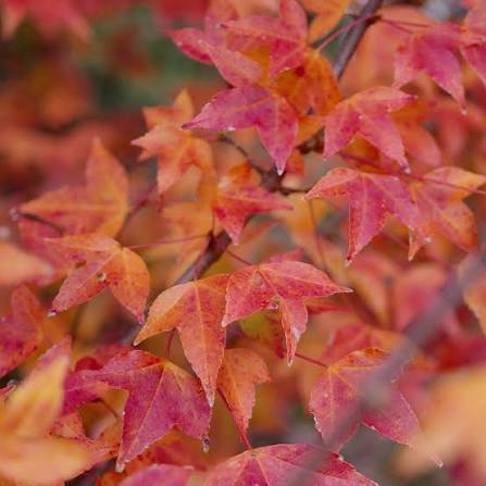 Trident Maple (Acer buergerianum)