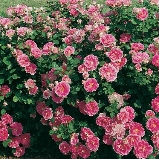 Care Free Wonder | Shrub Tree Rose