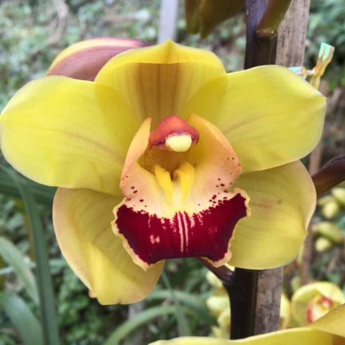 Tracy Reddaway Cymbidium Orchid (Mature)