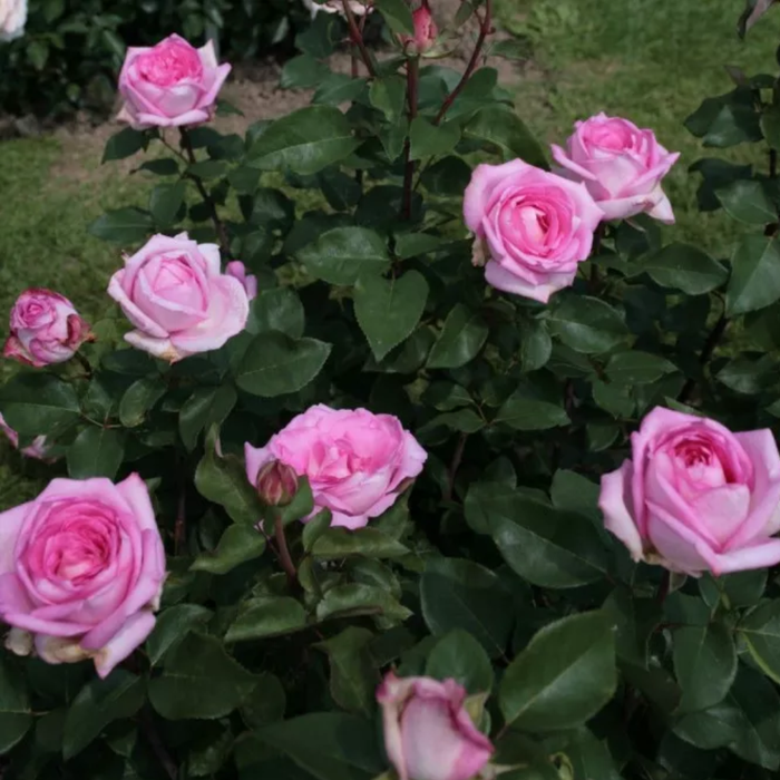 Beverly| Hybrid Tea Rose