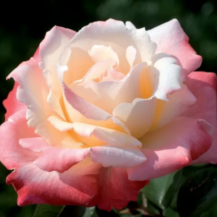 Laetitia Casta|Hybrid tea rose
