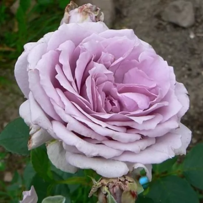 The Scotsman Rose | Hybrid Tea Rose