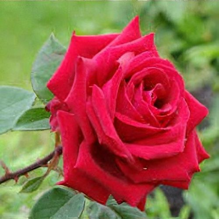 Liebeszauber Rose|Hybrid Tea Rose