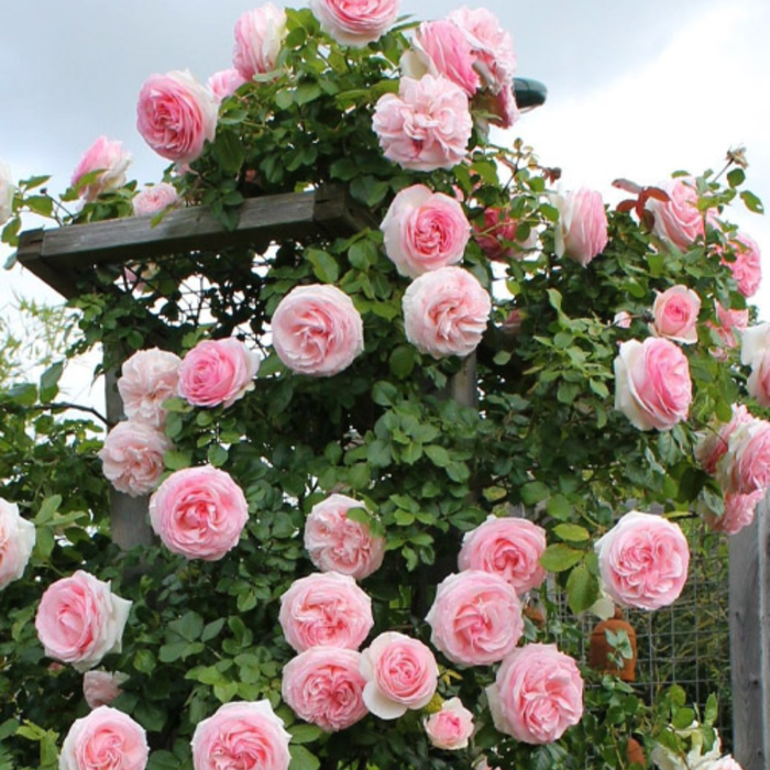 Strawberry Hill| David Austin Climbing Rose